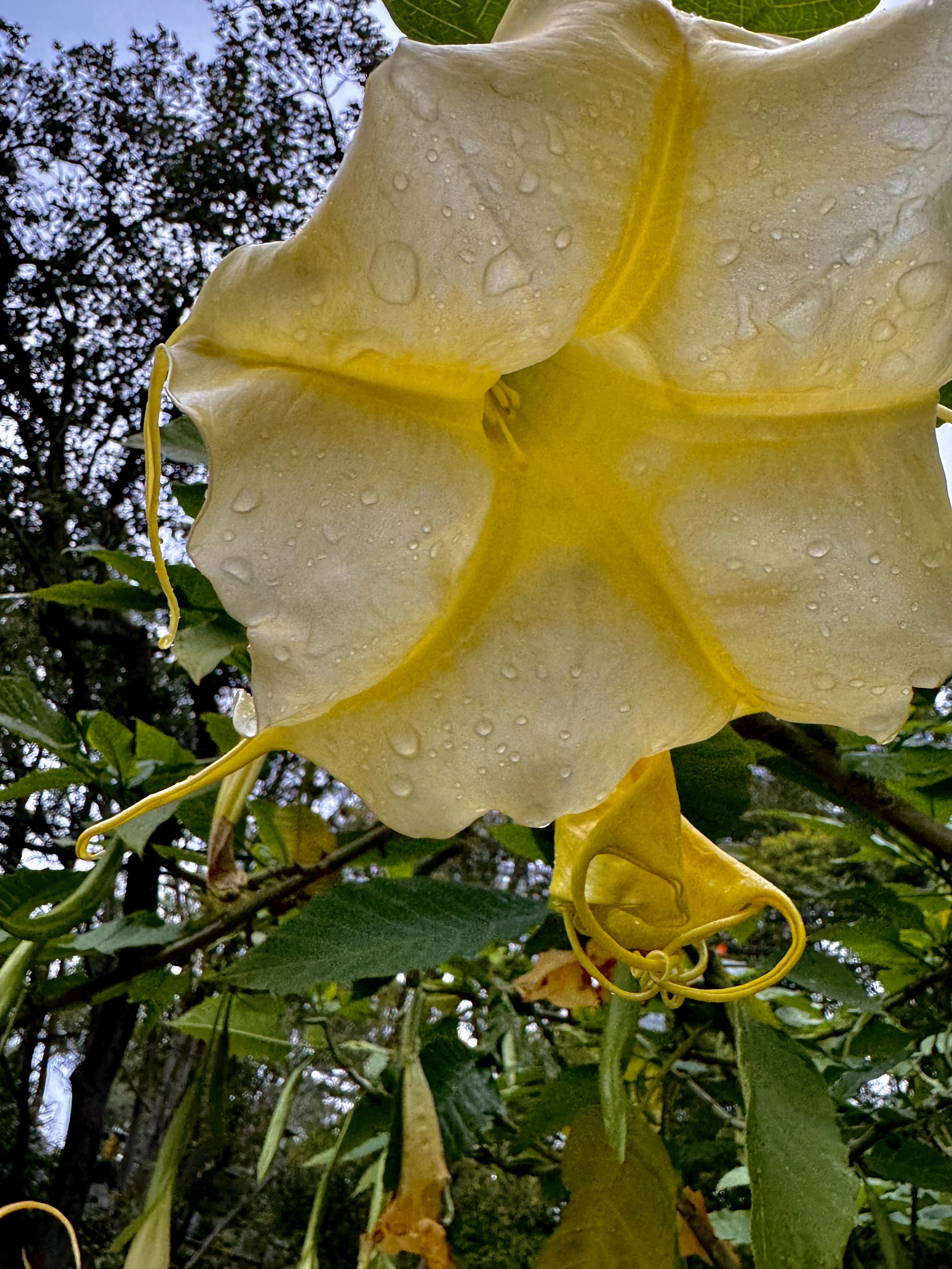 Pale yellow angel's trumpet flower hanging from a branch, covered in raindrops, seen from below against trees and sky